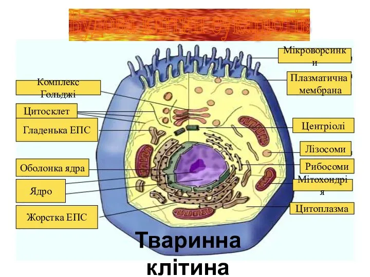 Тваринна клітина Комплекс Гольджі Мітохондрія Рибосоми Жорстка ЕПС Ядро Лізосоми Цитоплазма Центріолі