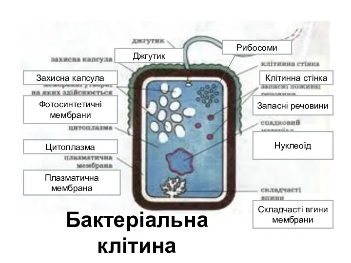 Захисна капсула Цитоплазма Плазматична мембрана Джгутик Клітинна стінка Запасні речовини Нуклеоїд Складчасті