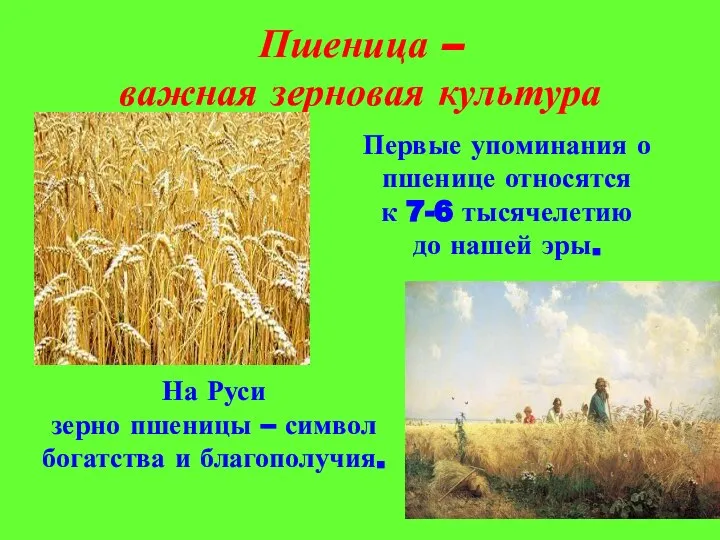 Пшеница – важная зерновая культура Первые упоминания о пшенице относятся к 7-6