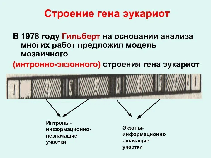 Строение гена эукариот В 1978 году Гильберт на основании анализа многих работ