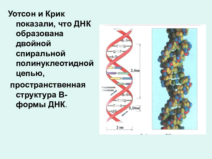 Уотсон и Крик показали, что ДНК образована двойной спиральной полинуклеотидной цепью, пространственная структура В-формы ДНК.