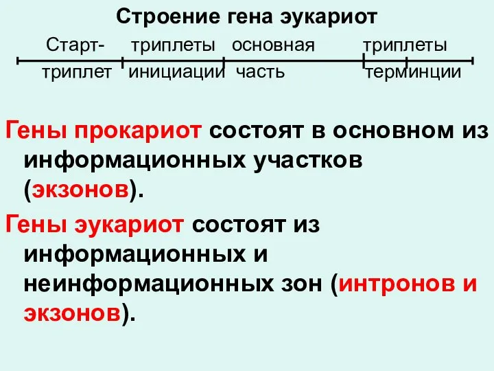 Строение гена эукариот Старт- триплеты основная триплеты триплет инициации часть терминции Гены
