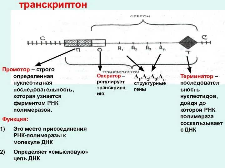 транскриптон Промотор – строго определенная нуклеотидная последовательность, которая узнается ферментом РНК полимеразой.