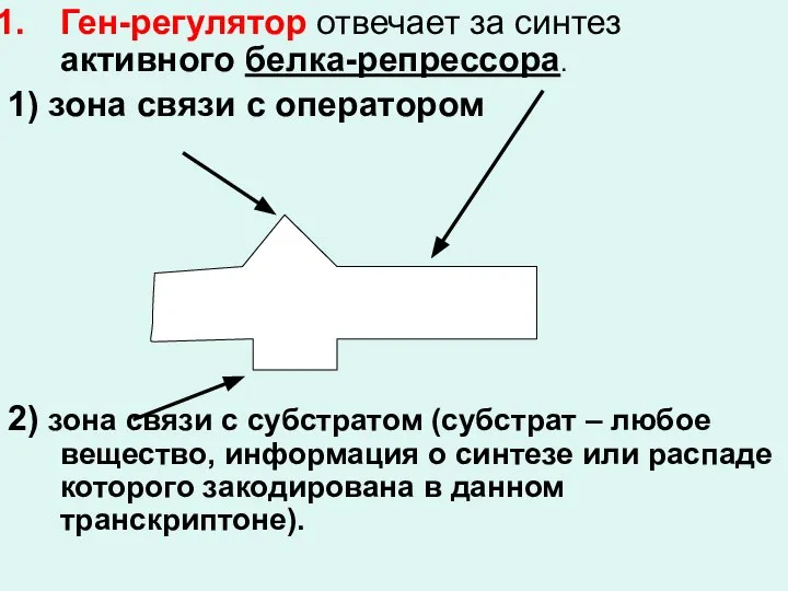 Ген-регулятор отвечает за синтез активного белка-репрессора. 1) зона связи с оператором 2)