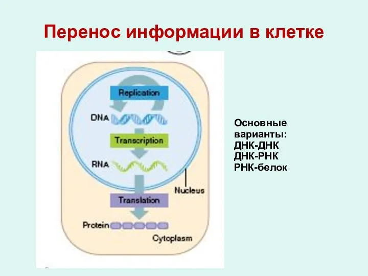 Перенос информации в клетке Основные варианты: ДНК-ДНК ДНК-РНК РНК-белок
