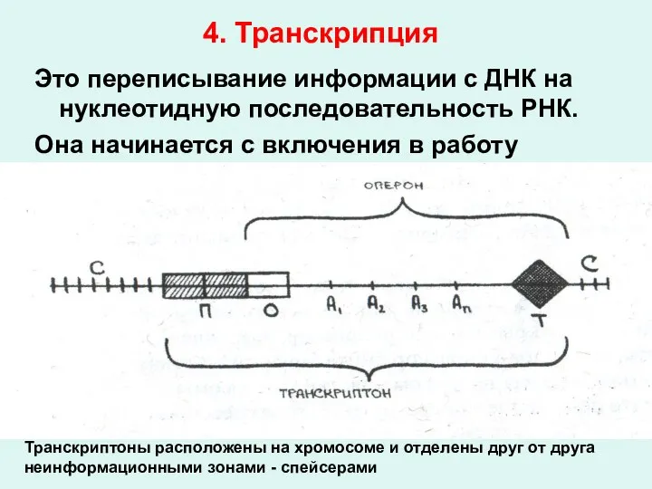 4. Транскрипция Это переписывание информации с ДНК на нуклеотидную последовательность РНК. Она