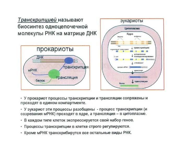 5. Транскрипция – Это переписывание информации с ДНК на нуклеотидную последовательность РНК.