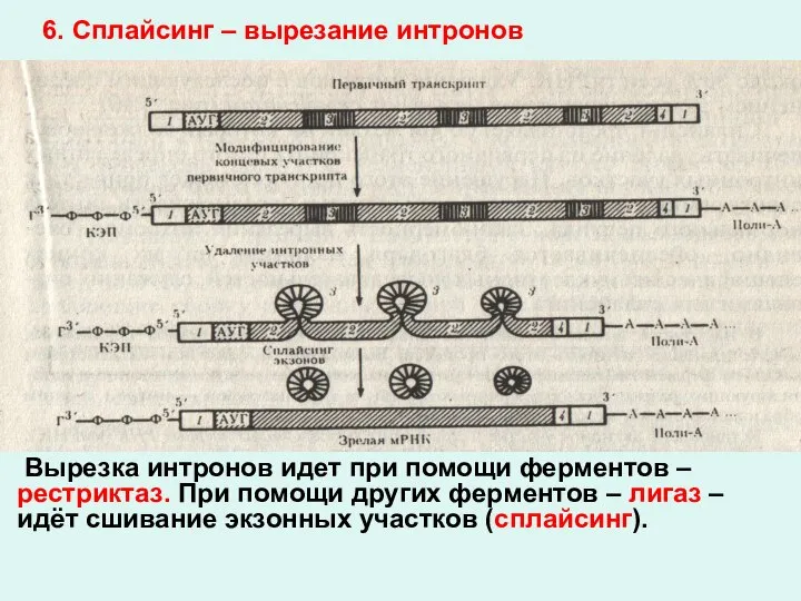 6. Сплайсинг – вырезание интронов Вырезка интронов идет при помощи ферментов –