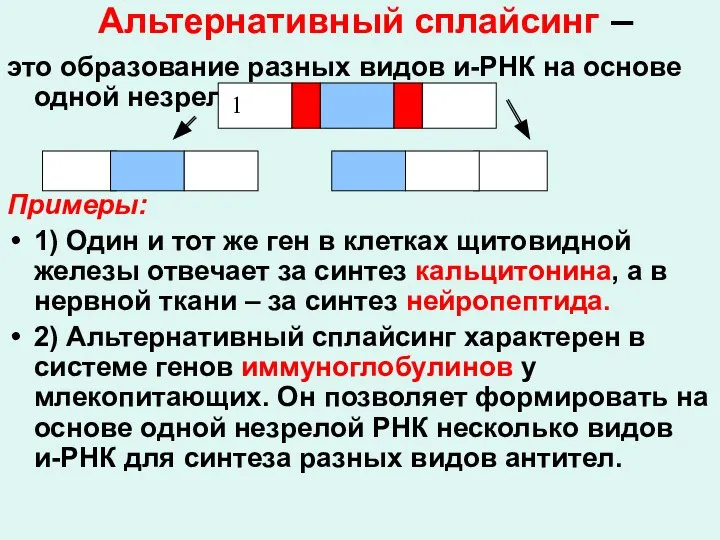 Альтернативный сплайсинг – это образование разных видов и-РНК на основе одной незрелой