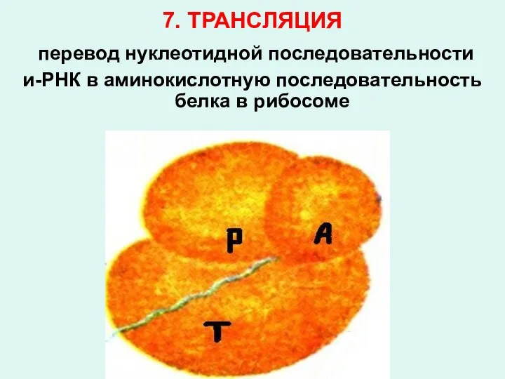 7. ТРАНСЛЯЦИЯ перевод нуклеотидной последовательности и-РНК в аминокислотную последовательность белка в рибосоме