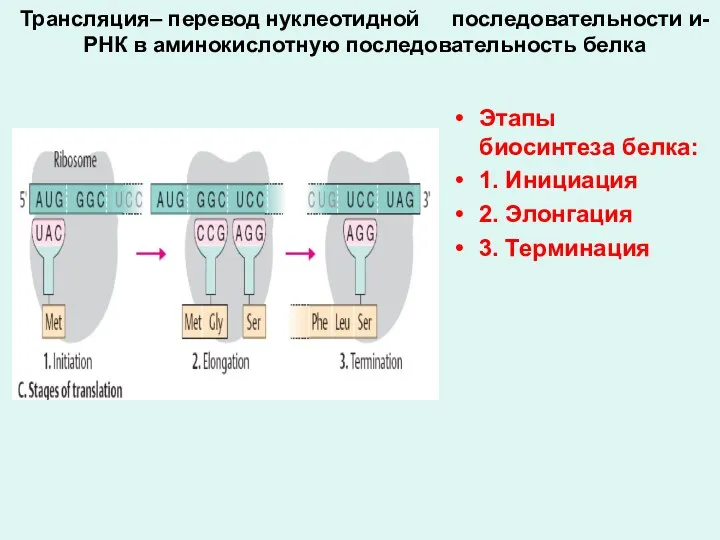 Трансляция– перевод нуклеотидной последовательности и-РНК в аминокислотную последовательность белка Этапы биосинтеза белка: