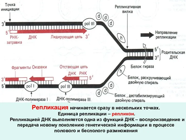 Репликация начинается сразу в нескольких точках. Единица репликации – репликон. Репликацией ДНК