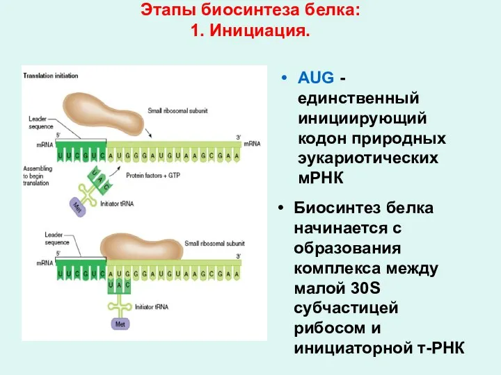 Этапы биосинтеза белка: 1. Инициация. AUG - единственный инициирующий кодон природных эукариотических