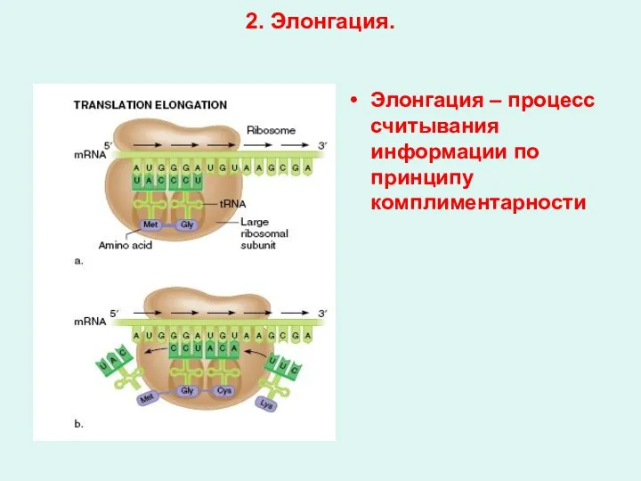 2. Элонгация. Элонгация – процесс считывания информации по принципу комплиментарности