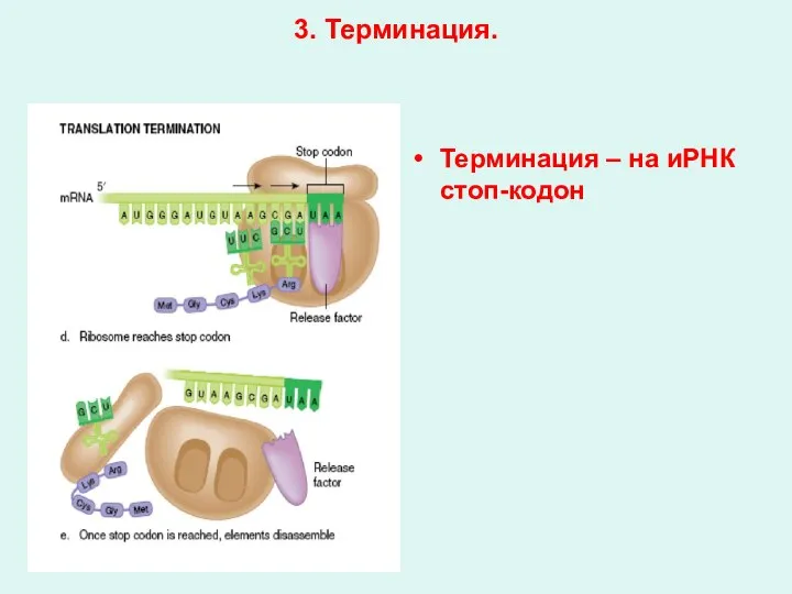 3. Терминация. Терминация – на иРНК стоп-кодон