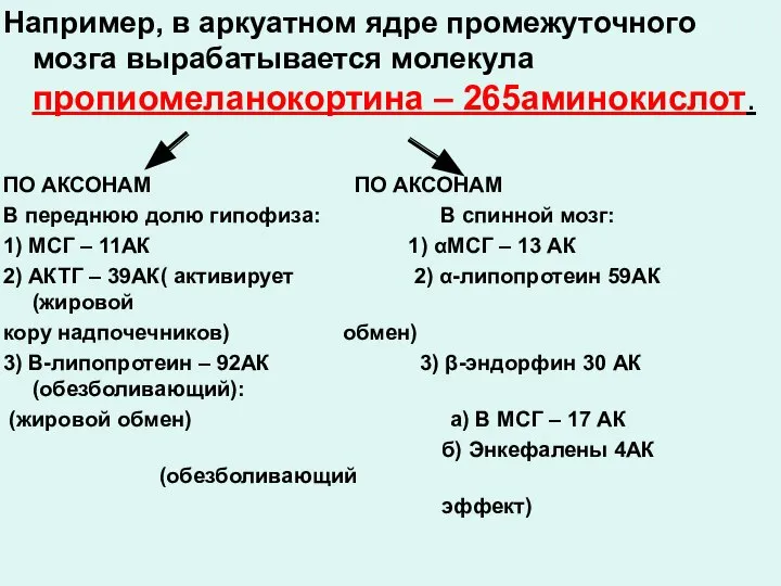 Например, в аркуатном ядре промежуточного мозга вырабатывается молекула пропиомеланокортина – 265аминокислот. ПО