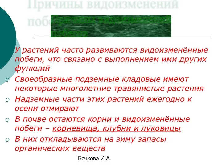 Бочкова И.А. У растений часто развиваются видоизменённые побеги, что связано с выполнением