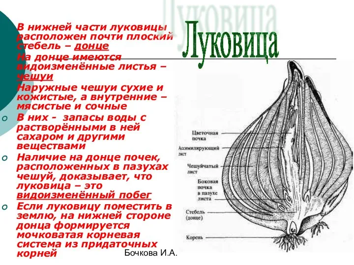 Бочкова И.А. В нижней части луковицы расположен почти плоский стебель – донце