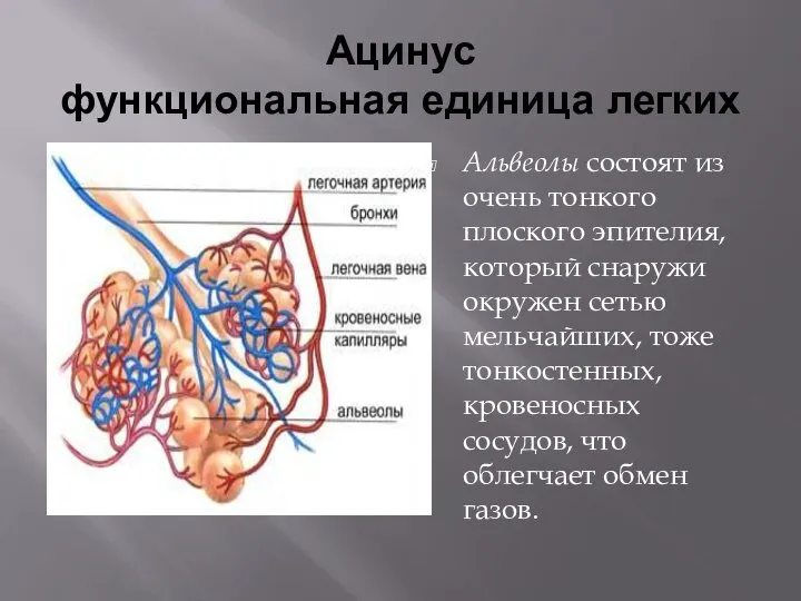 Ацинус функциональная единица легких Альвеолы состоят из очень тонкого плоского эпителия, который