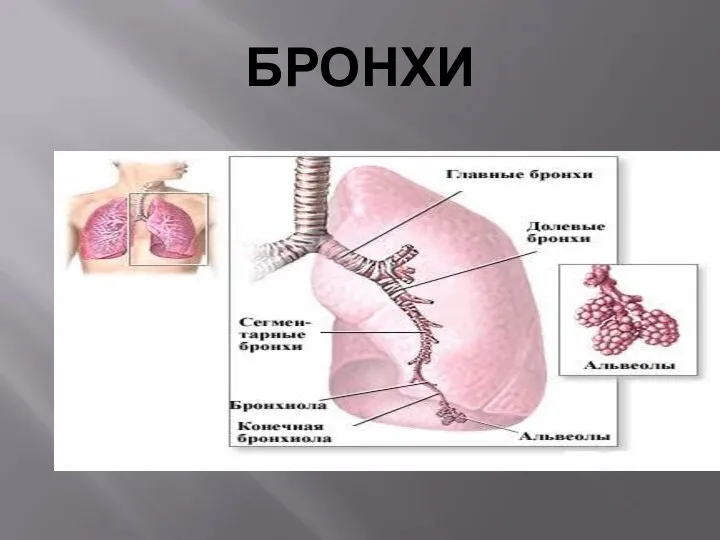 БРОНХИ