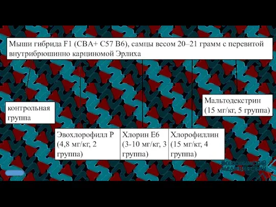 Мыши гибрида F1 (CBA+ C57 B6), самцы весом 20–21 грамм с перевитой