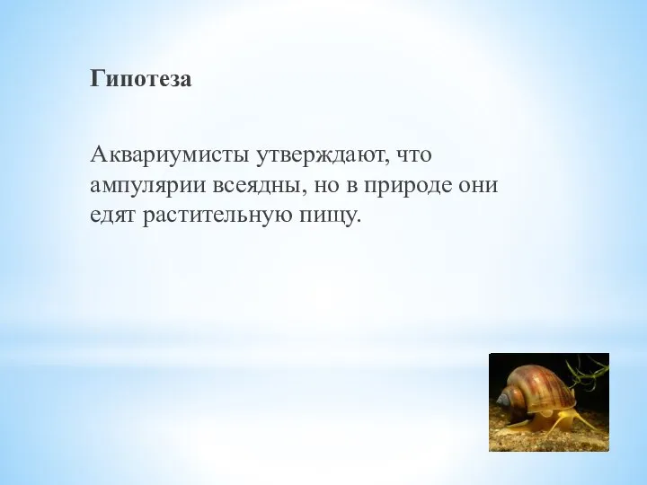 Гипотеза Аквариумисты утверждают, что ампулярии всеядны, но в природе они едят растительную пищу.