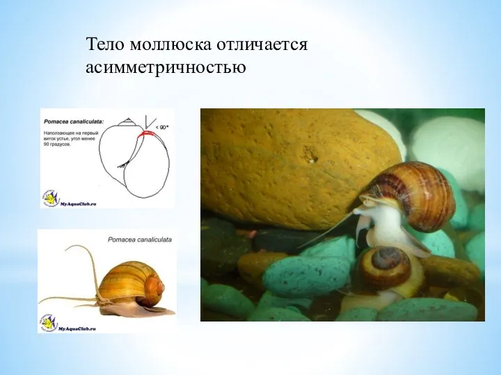 Тело моллюска отличается асимметричностью