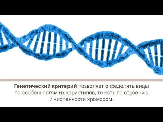 Генетический критерий позволяет определять виды по особенностям их кариотипов, то есть по строению и численности хромосом.