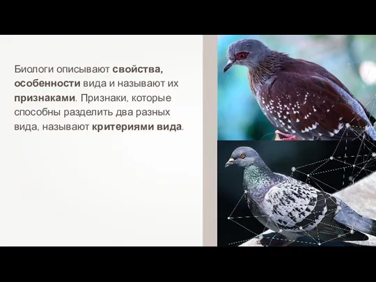 Биологи описывают свойства, особенности вида и называют их признаками. Признаки, которые способны