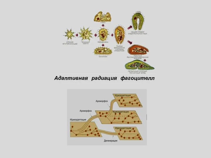 Адаптивная радиация фагоцителл