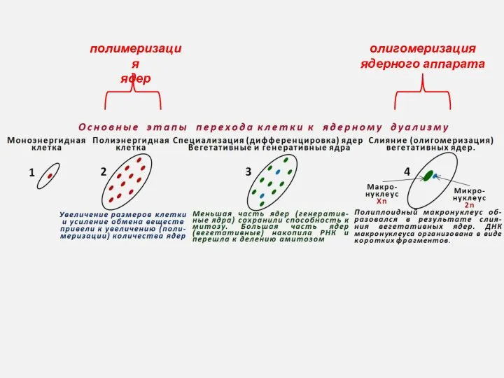 полимеризация ядер олигомеризация ядерного аппарата