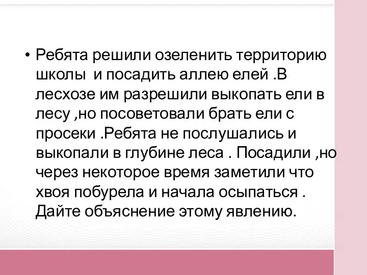 Ребята решили озеленить территорию школы и посадить аллею елей .В лесхозе им