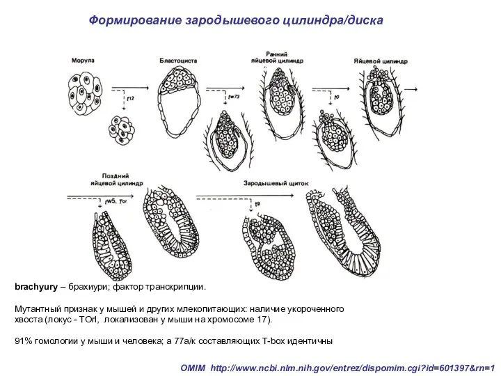 brachyury – брахиури; фактор транскрипции. Mутантный признак у мышей и других млекопитающих: