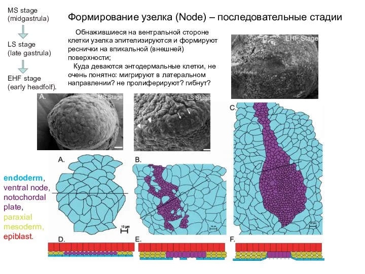 MS stage (midgastrula) LS stage (late gastrula) EHF stage (early headfolf). Формирование