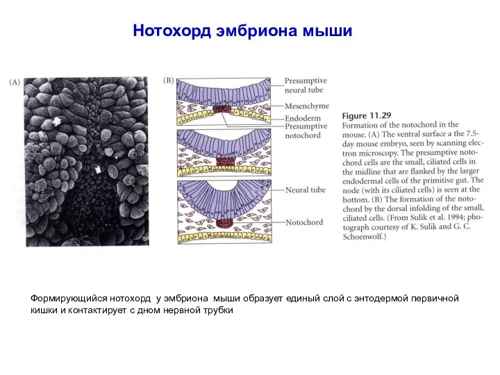 Нотохорд эмбриона мыши Формирующийся нотохорд у эмбриона мыши образует единый слой с