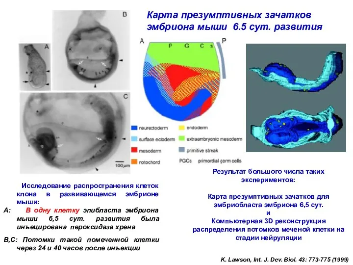 Карта презумптивных зачатков эмбриона мыши 6.5 сут. развития Исследование распространения клеток клона