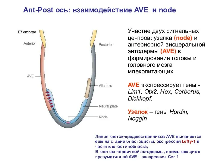 Участие двух сигнальных центров: узелка (node) и антериорной висцеральной энтодермы (AVE) в