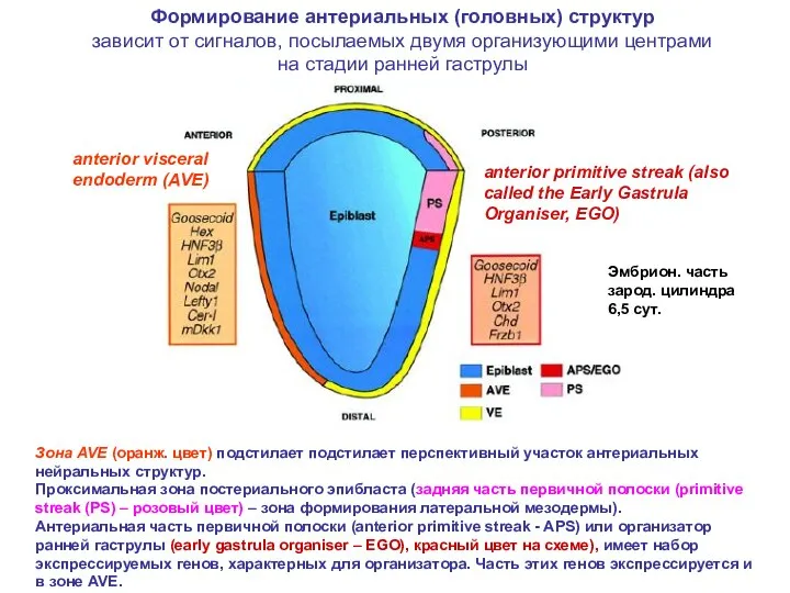 Зона AVE (оранж. цвет) подстилает подстилает перспективный участок антериальных нейральных структур. Проксимальная