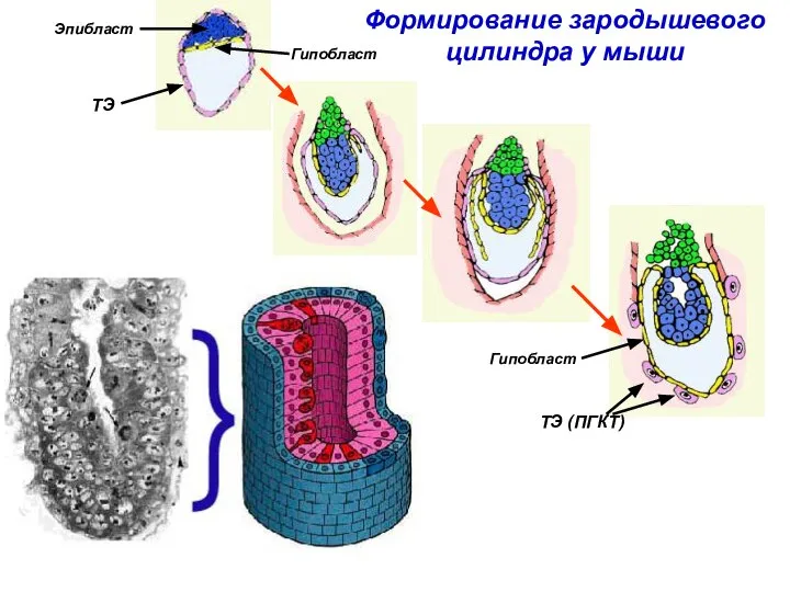 ТЭ Эпибласт ТЭ (ПГКТ) Гипобласт Гипобласт