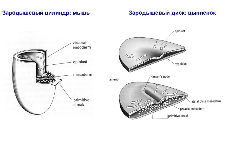 Зародышевый цилиндр: мышь Зародышевый диск: цыпленок