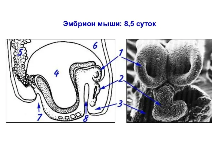 Эмбрион мыши: 8,5 суток