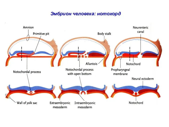 Эмбрион человека: нотохорд