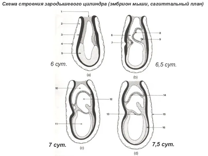 6 сут. 7,5 сут. 7 сут. 6,5 сут. Схема строения зародышевого цилиндра (эмбрион мыши, сагиттальный план)