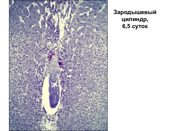 Зародышевый цилиндр, 6,5 суток