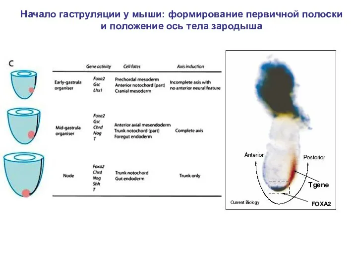 Начало гаструляции у мыши: формирование первичной полоски и положение ось тела зародыша