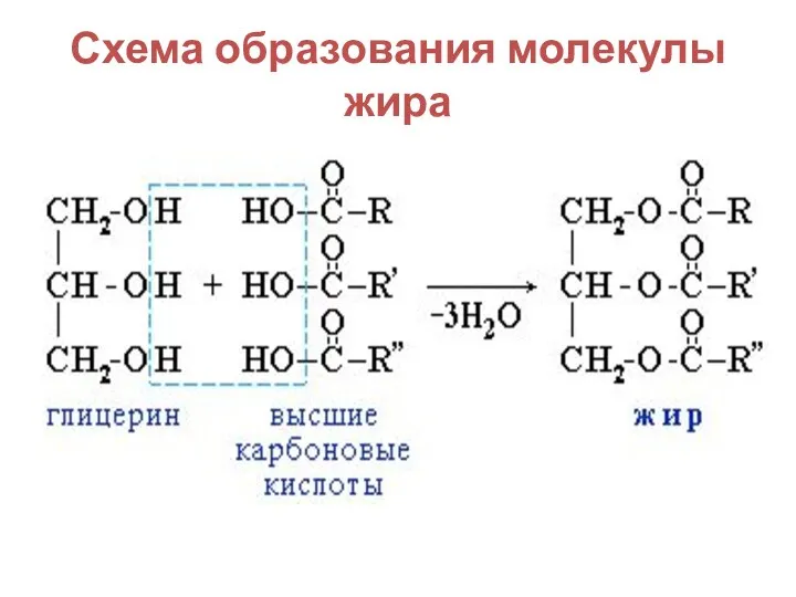 Схема образования молекулы жира