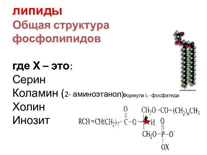 Сложные омыляемые липиды Общая структура фосфолипидов где Х – это: Серин Коламин