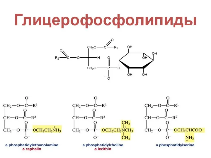 Глицерофосфолипиды