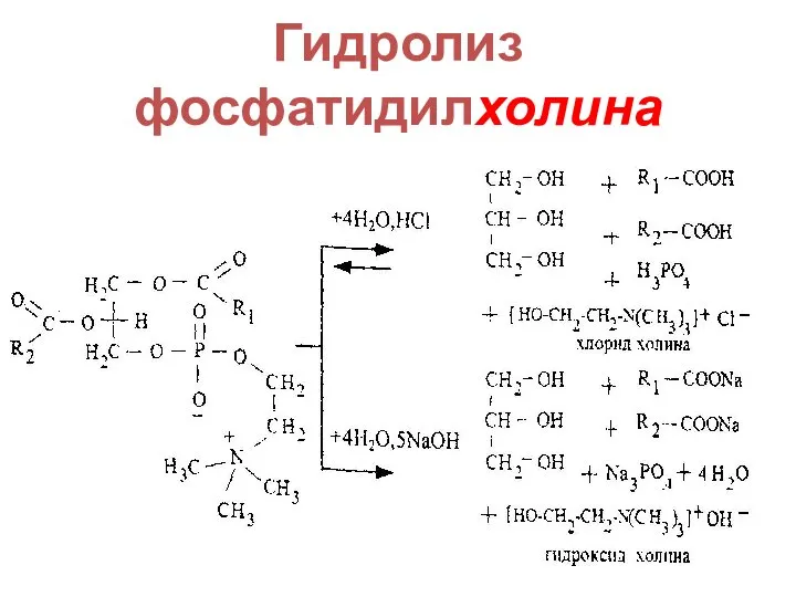 Гидролиз фосфатидилхолина