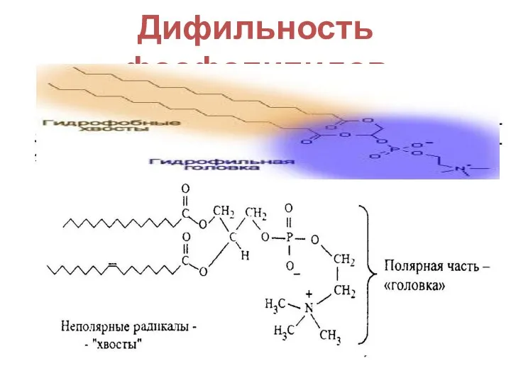 Дифильность фосфолипидов